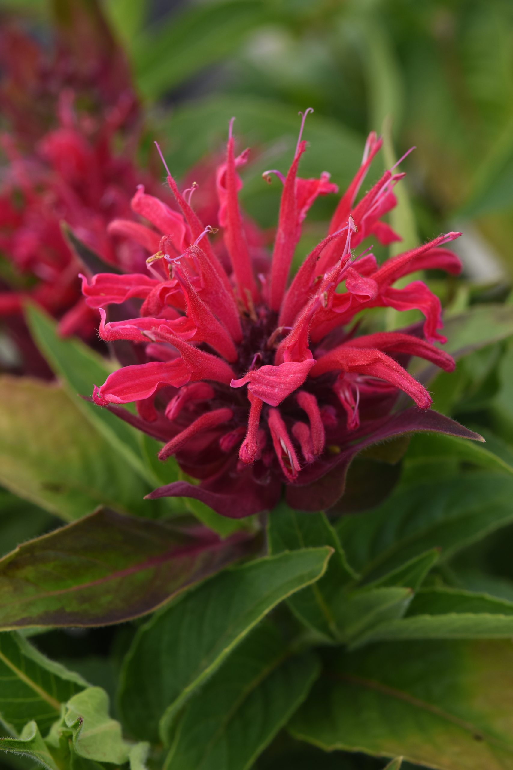 Monarda Beebalm Red 1gal