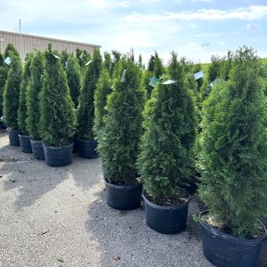 Our Featured Products