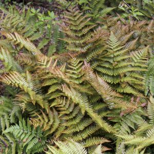 Fern Autumn product image