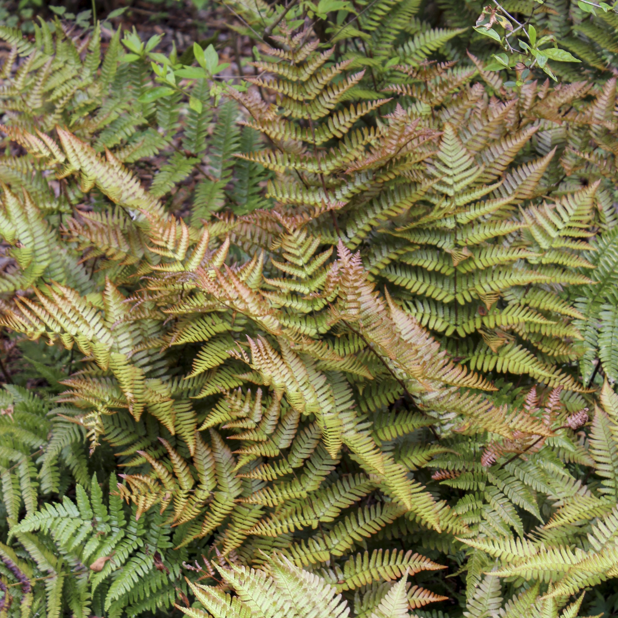 Fern Autumn product image