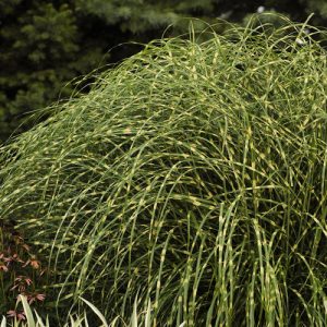 Ornamental Grass - Miscanthus Little Zebra 1gal