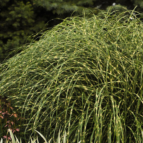 Ornamental Grass - Miscanthus Little Zebra 1gal