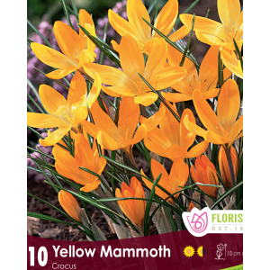 Crocus Yellow Mammoth (10bulbs/pkg)