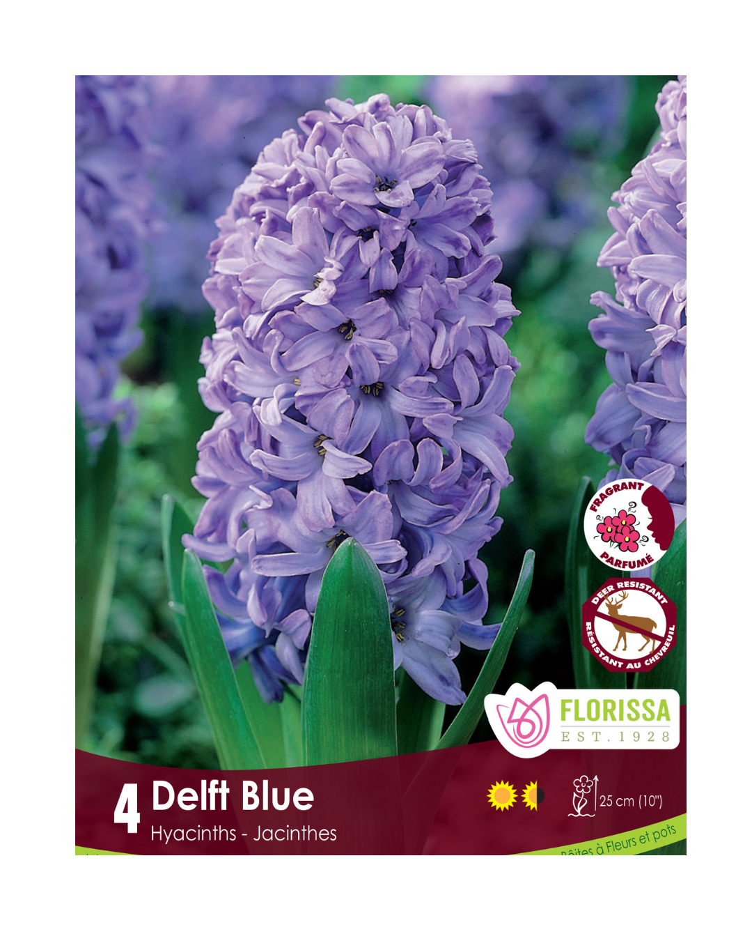 Hyacinth Delft Blue (4bulbs/pkg)