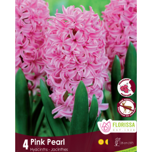 Hyacinth Pink Pearl (4bulbs/pkg)