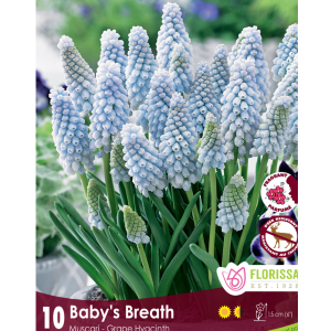 Muscari Baby's Breath (10bulbs/pkg)