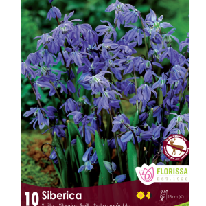 Scilla Siberica (10bulbs/pkg)