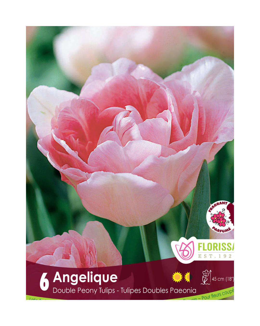 Tulip Angelique (6bulbs/pkg)