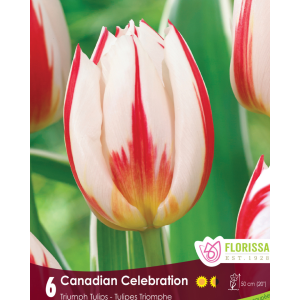 Tulip Canadian Celebration (6bulbs/pkg)
