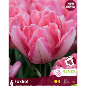 Tulip Foxtrot (6bulbs/pkg)