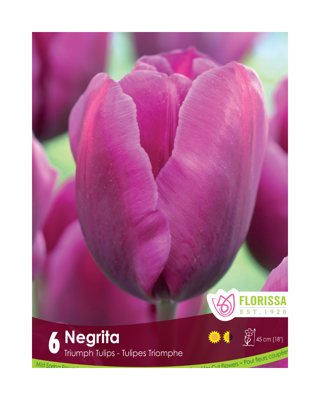 Tulip Negrita (6bulbs/pkg)
