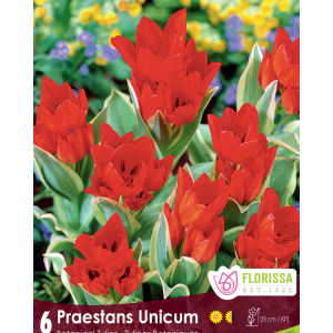 Tulip Praestans Unicum Tops (6bulbs/pkg)