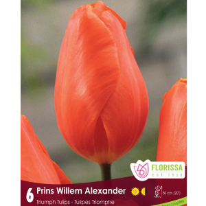 Tulip Prins Willem Alexander (6bulbs/pkg)