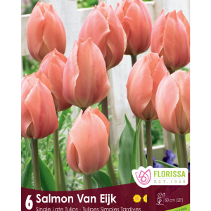 Tulip Salmon Van Eijk (6bulbs/pkg)