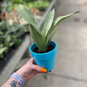 Snake Plant in Ceramic (4" pot)