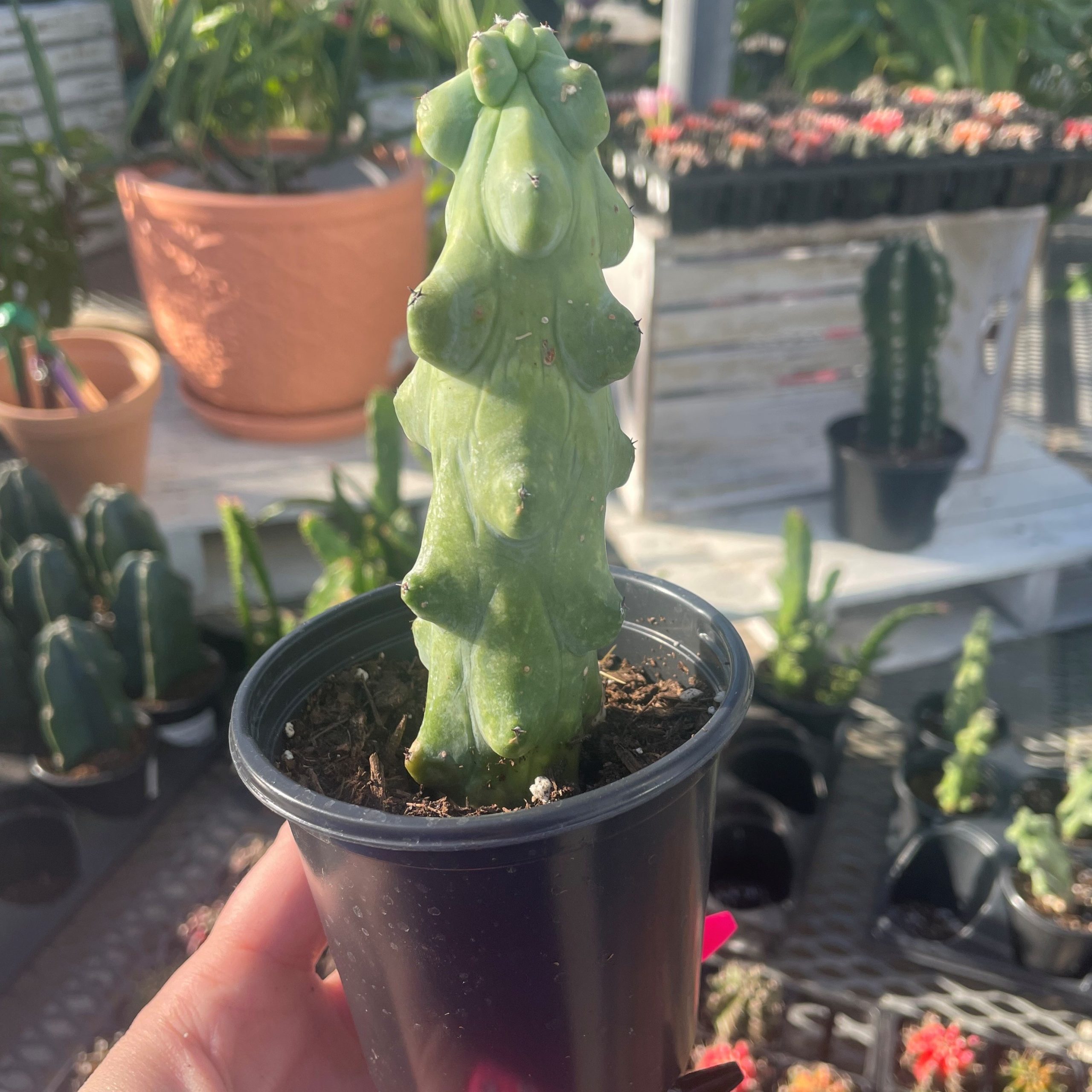 Boobie Cactus product image