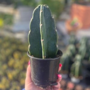 cuddly cactus product image