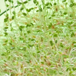 Red Clover Organic Sprouting Seeds