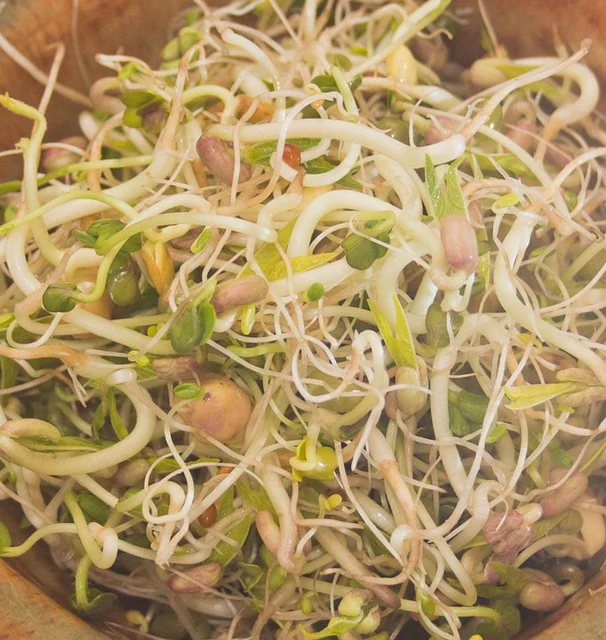 Salad Sprouting Seeds Organic