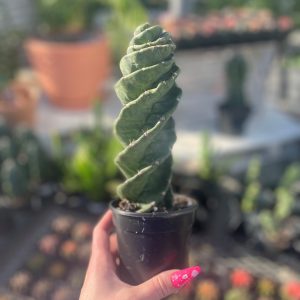 spiral cactus product image
