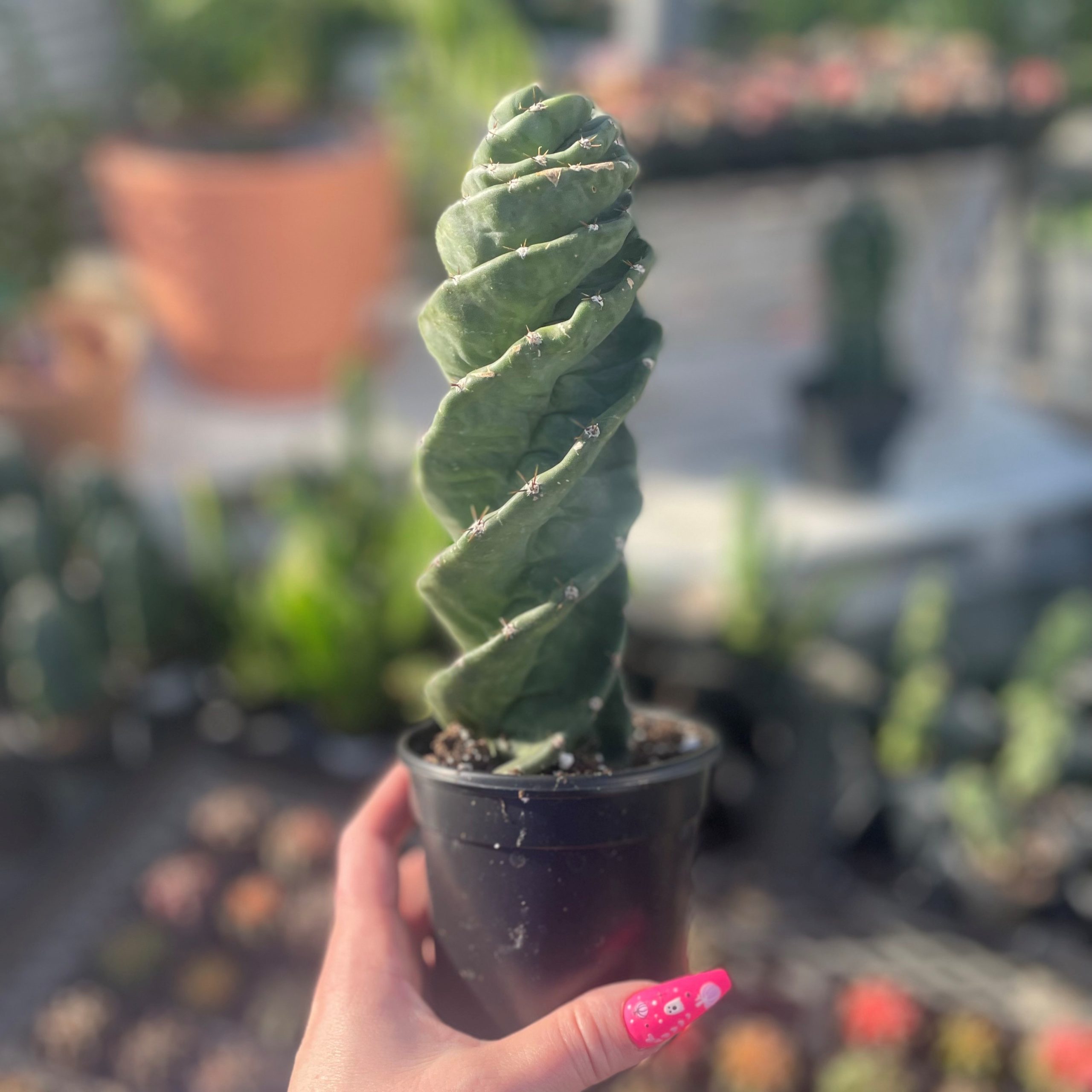 spiral cactus product image