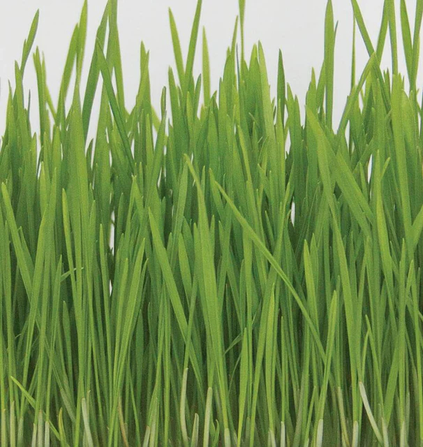 Wheatgrass Organic Sprouting Seeds