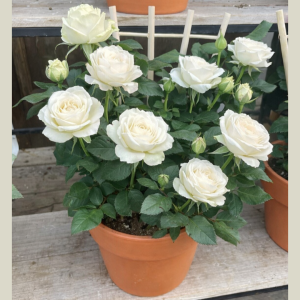 6" Mini Rose in Terracotta with Trellis