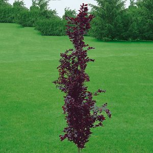 Beech Red Obelisk product image