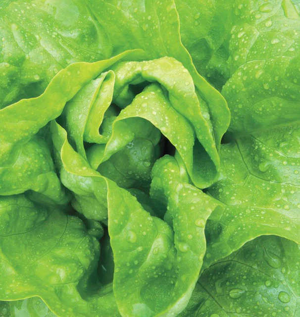Buttercrunch lettuce product image