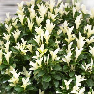 Euonymus Paloma Blanca product image