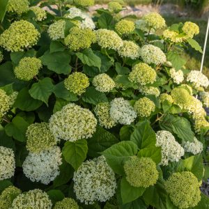Hydrangea Flowerfull product image