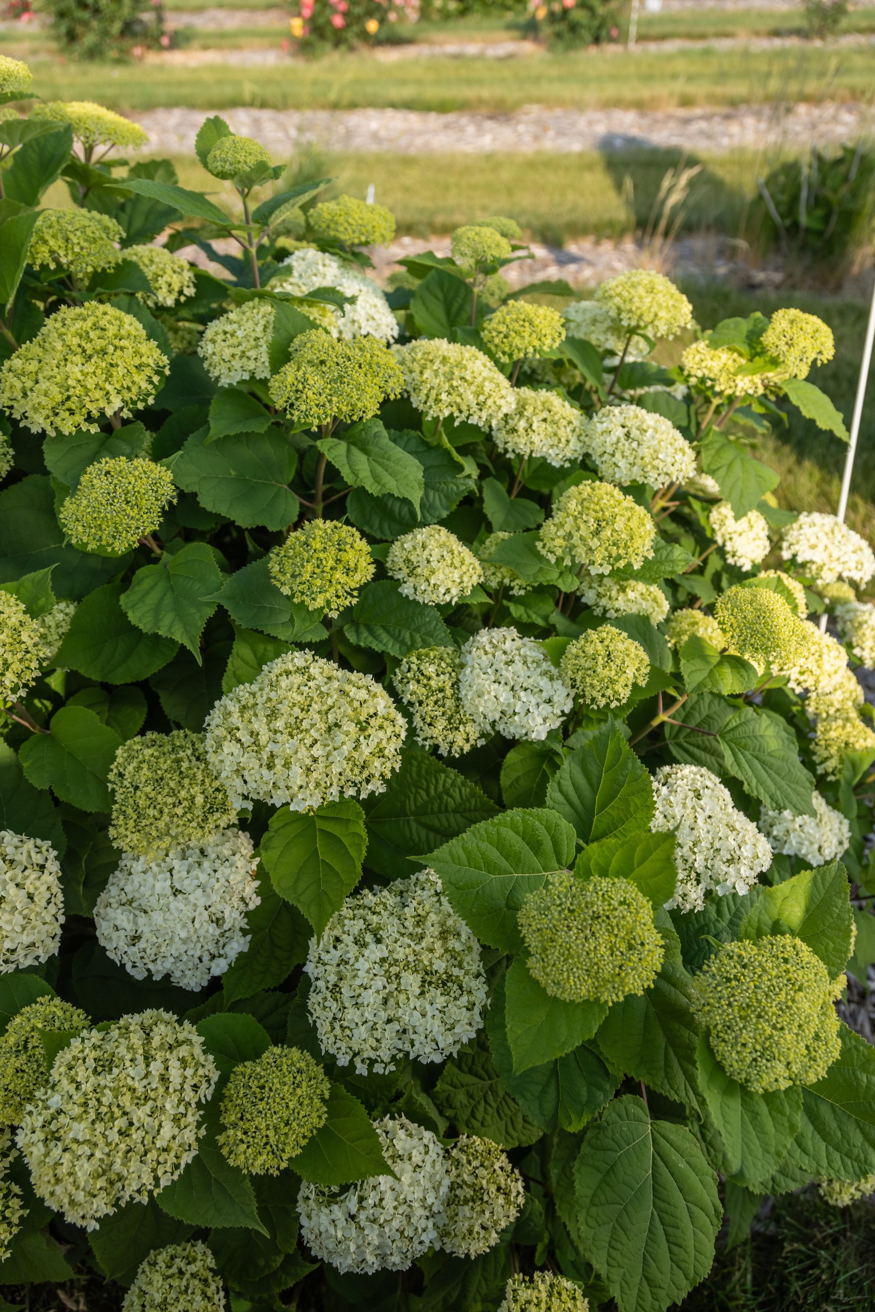 Hydrangea Flowerfull product image