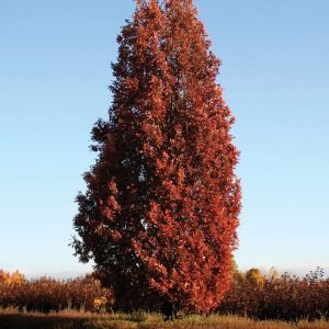 Oak Crimson Spire product image