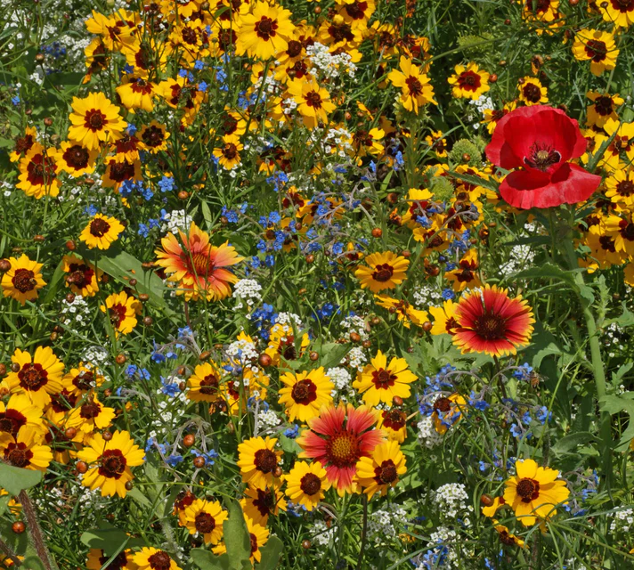 Bee Garden Blend WCS product image