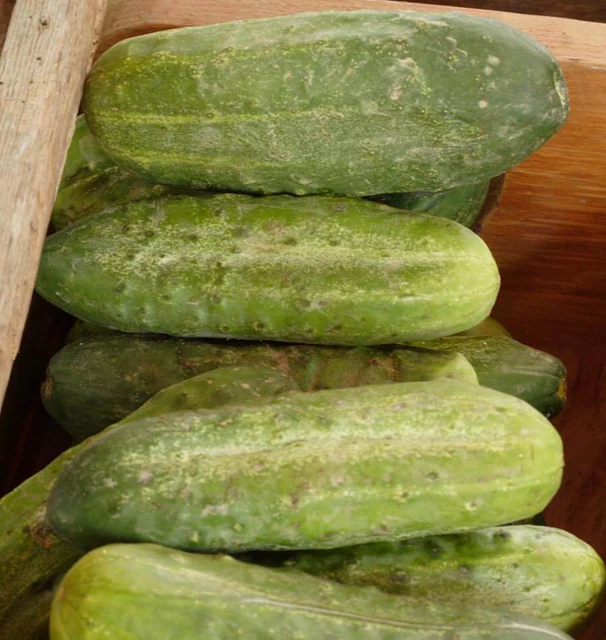 Homemade Pickles WCS product image