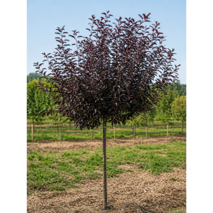 Purpleleaf Sandcherry Standard product image