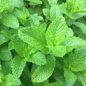 Spearmint product image