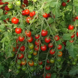 Sweet Million Cherry product image