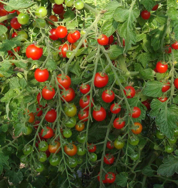Sweet Million Cherry product image