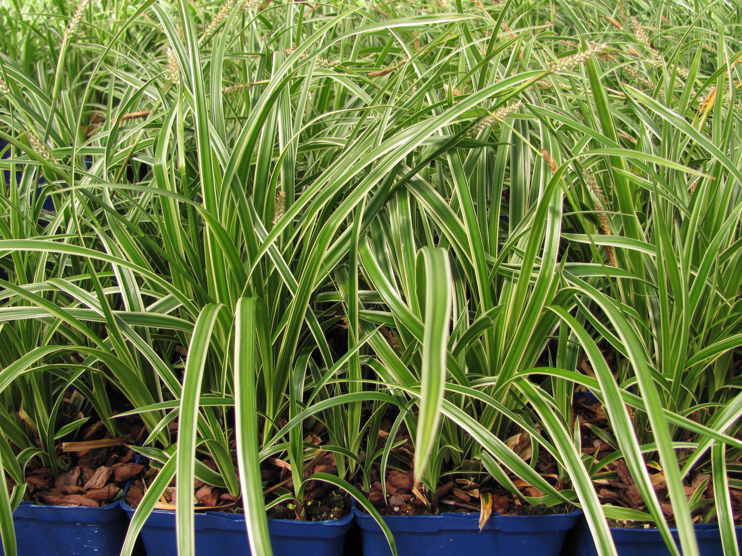 Ornamental Grass - Variegated Carex 1gal