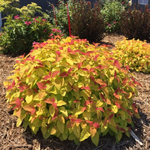 Spirea Double Play Candy Corn product image