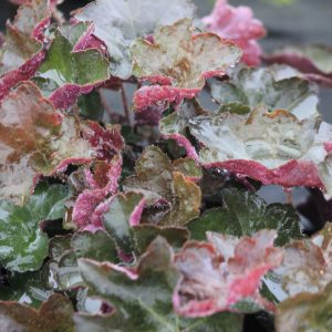 Heuchera Purple Shades product image