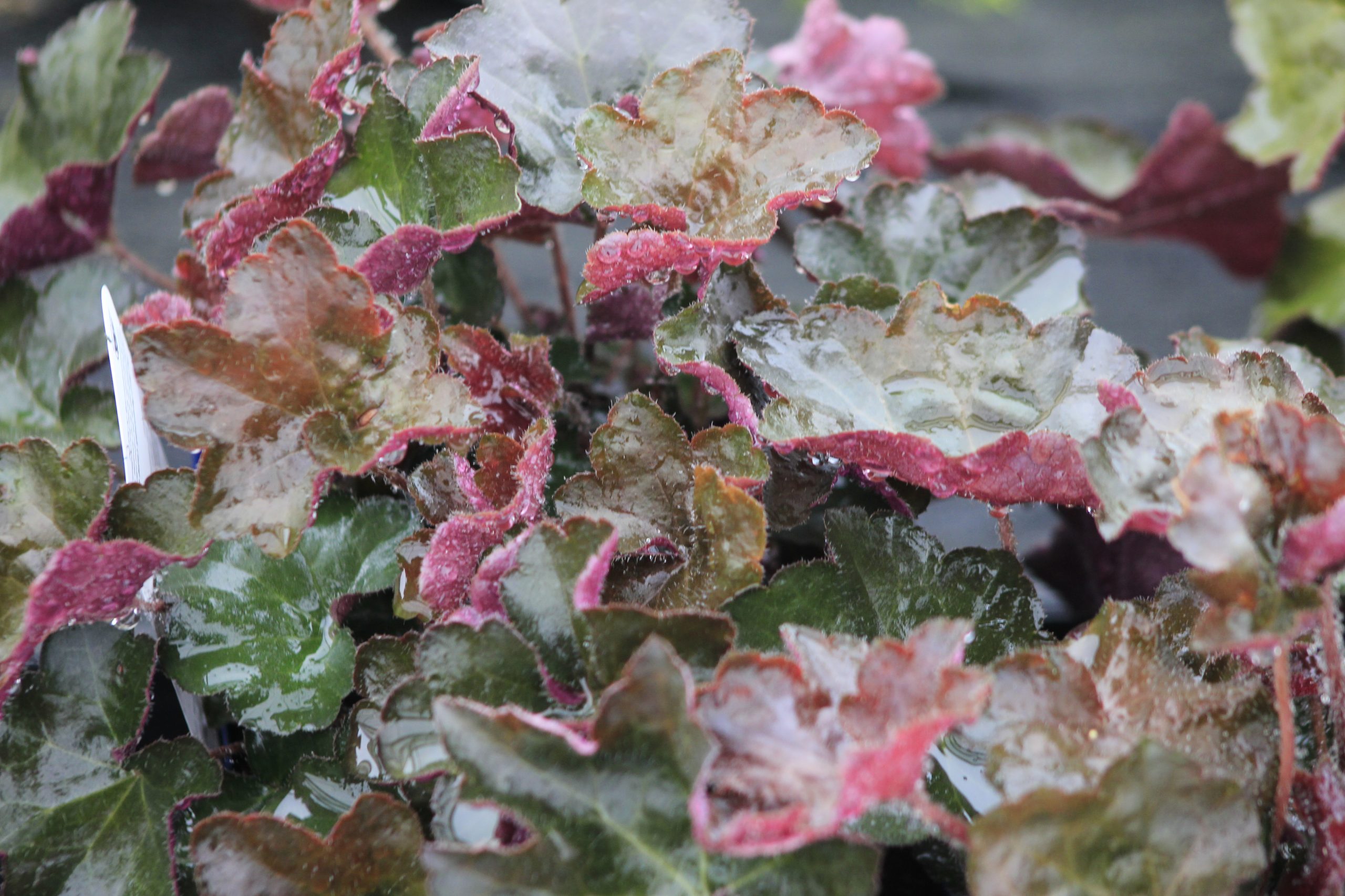 Heuchera Purple Shades product image