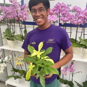 Philodendron Florida Ghost product image