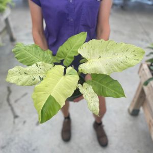 Philodendron Snowdrift product image