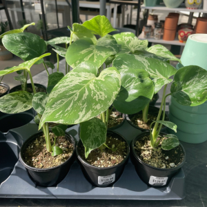 Monstera Bulbasaur (4" pot)