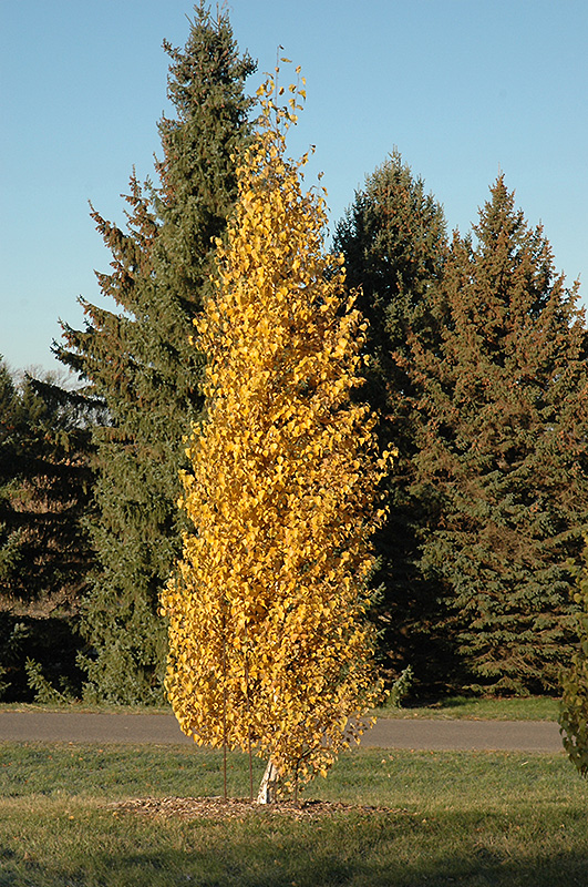 Birch Dakota Pinnacle 7gal
