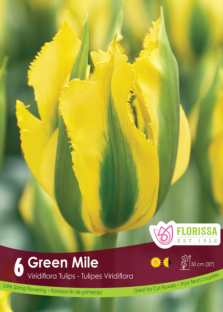 Tulip Green Mile (6bulbs/pkg)