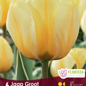 Tulip Jaap Groot (6bulbs/pkg)