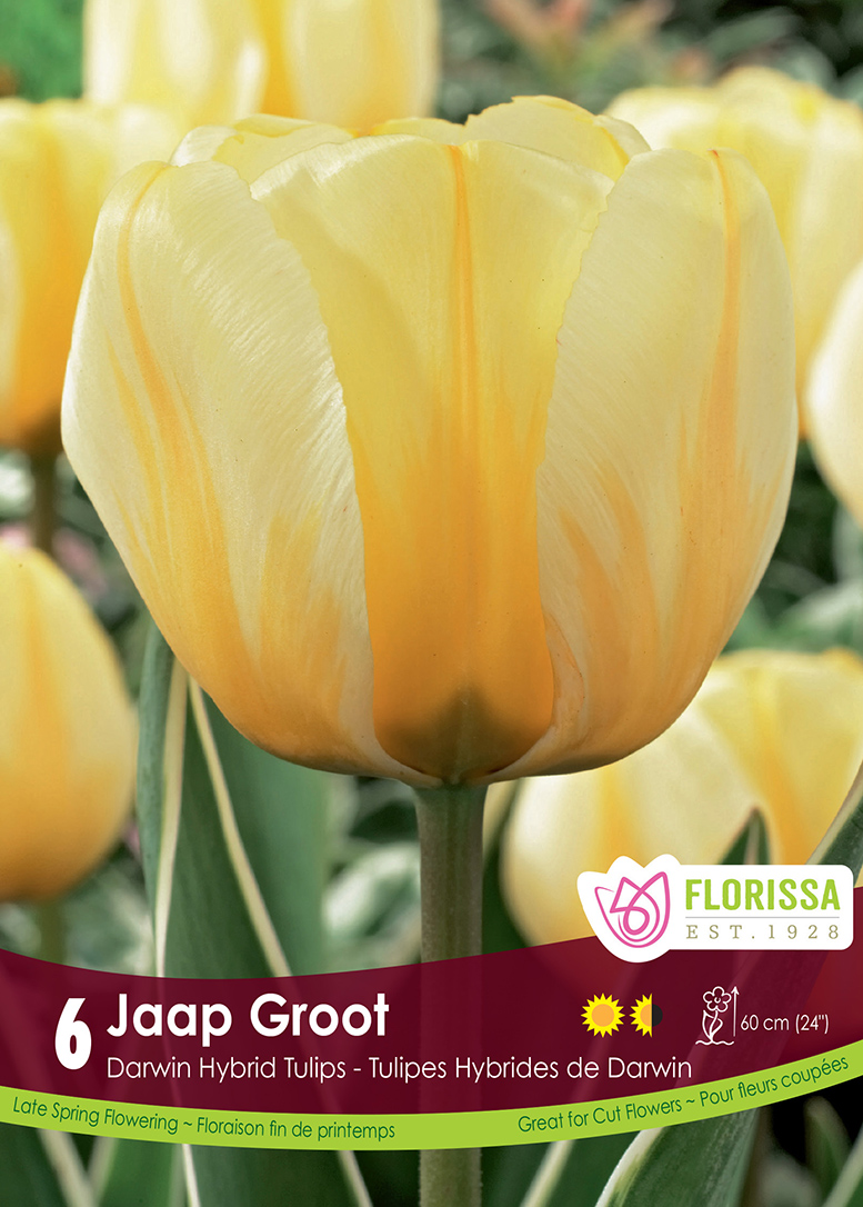 Tulip Jaap Groot (6bulbs/pkg)